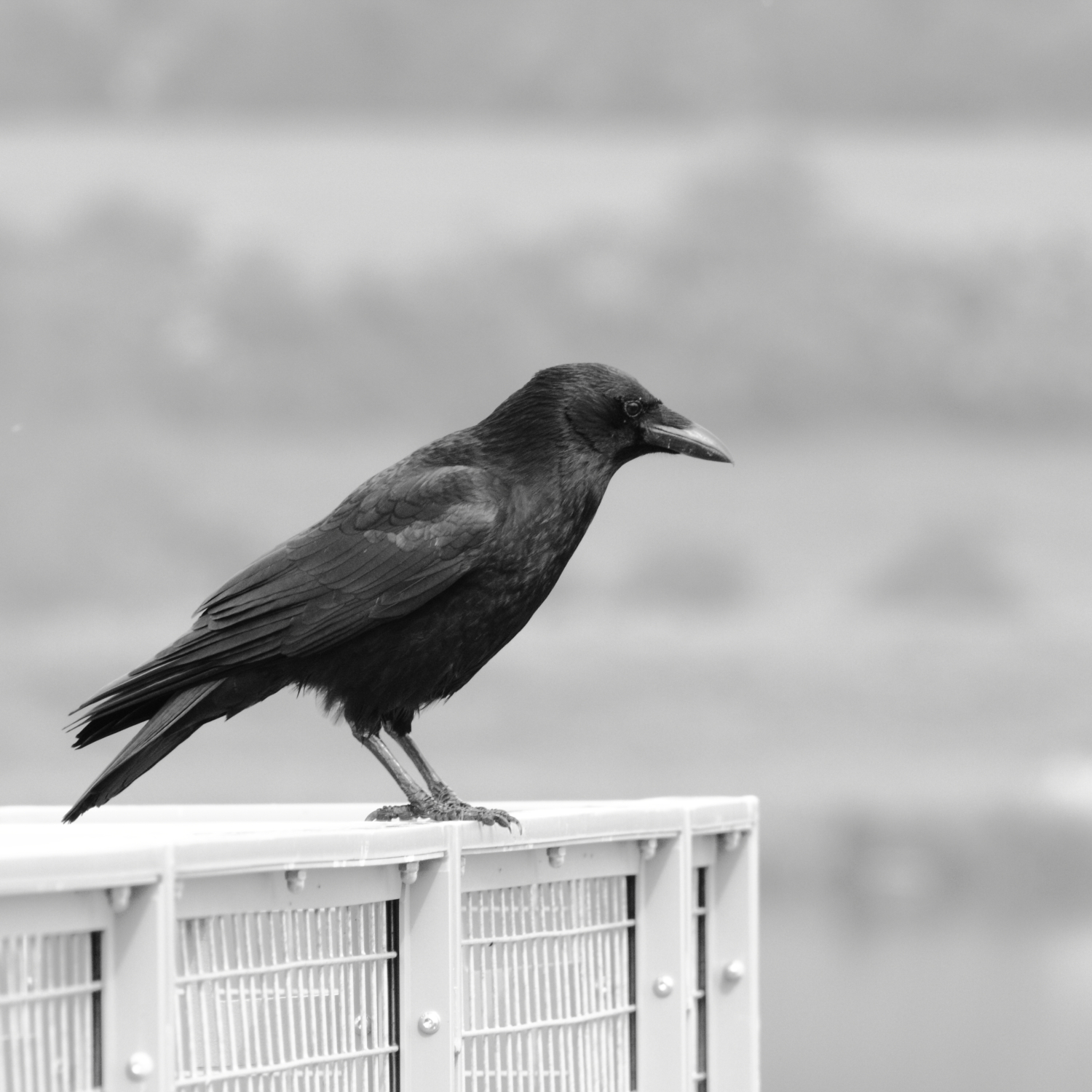 Crow
