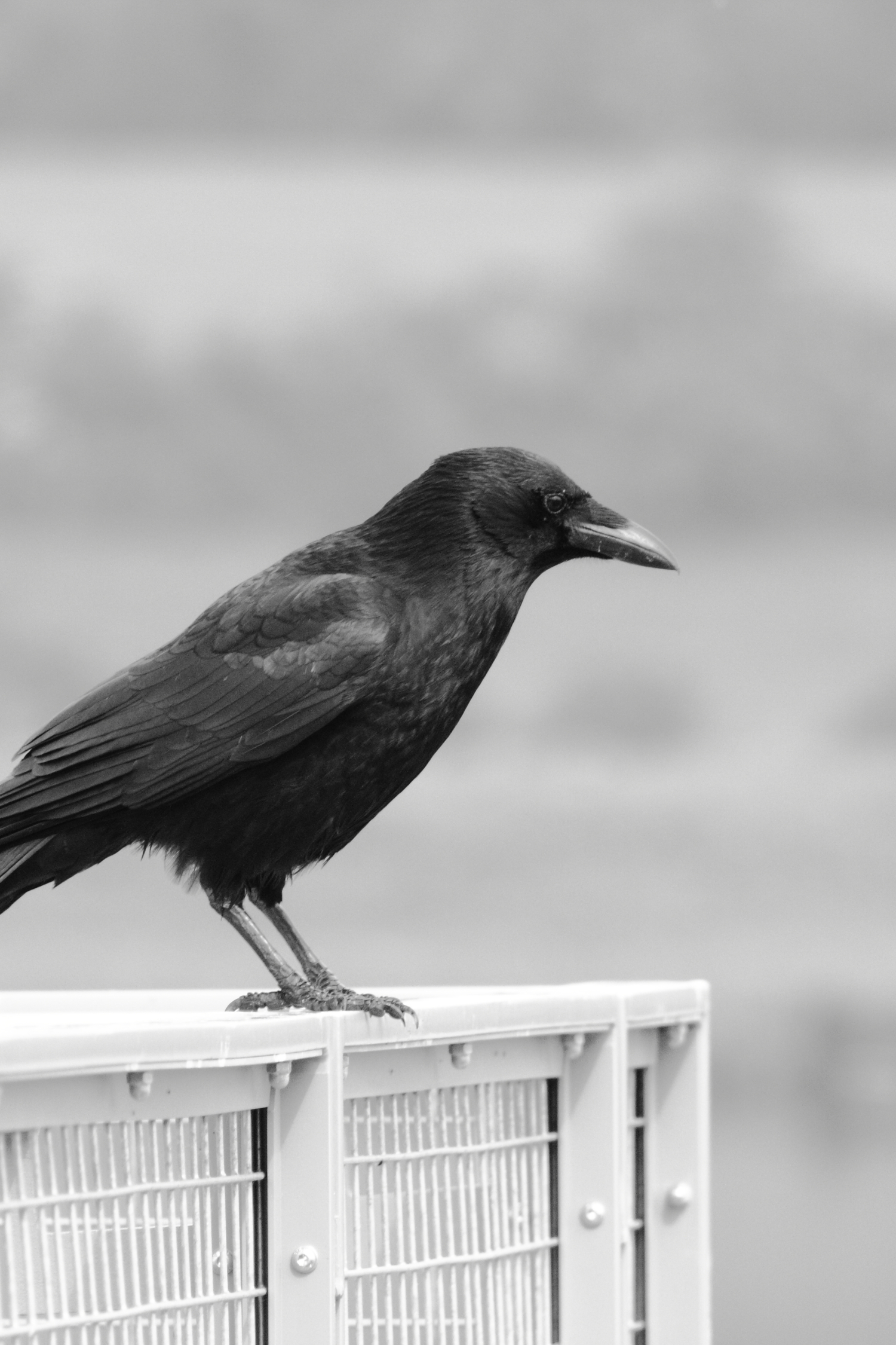 Crow